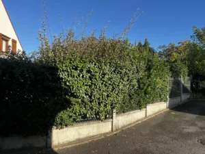 taille haie triel sur seine 2