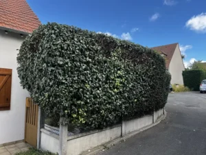 taille haie triel sur seine 78 2