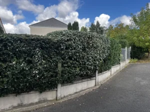 taille haie triel sur seine 78 3
