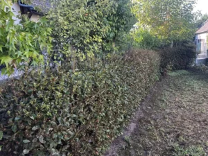 taille haie triel sur seine 78