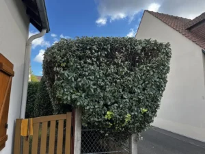 taille haie triel sur seine 78 4