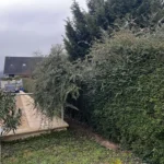 entretien haies mezy sur seine 78 5