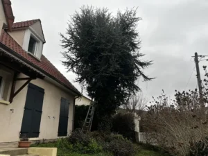 abattage sapin vaux sur seine