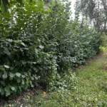 taille de noisetier vaux sur seine avant
