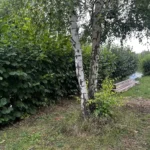 taille de noisetier vaux sur seine avant 2