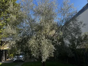 elagage olivier vaux sur seine