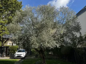 elagage olivier vaux sur seine 78