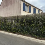 Rabattage haie de laurier Vernouillet a Vernouillet - vue generale