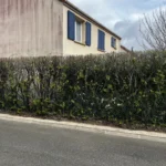 Rabattage haie de laurier Vernouillet Vernouillet - detail