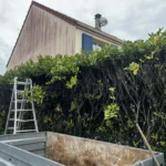 Rabattage haie de laurier Vernouillet a Vernouillet - en cours