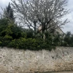 Taille de plusieurs arbustes Triel a Triel-sur-Seine 78510 - en cours