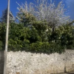 Taille de plusieurs arbustes Triel Triel-sur-Seine 78510 - photo 8