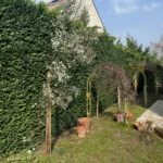 Taille haies et arbustes Verneuil a Verneuil-sur-Seine 78480 - en cours
