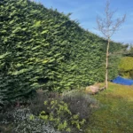 Taille haies et arbustes Verneuil Verneuil-sur-Seine 78480 - photo 9